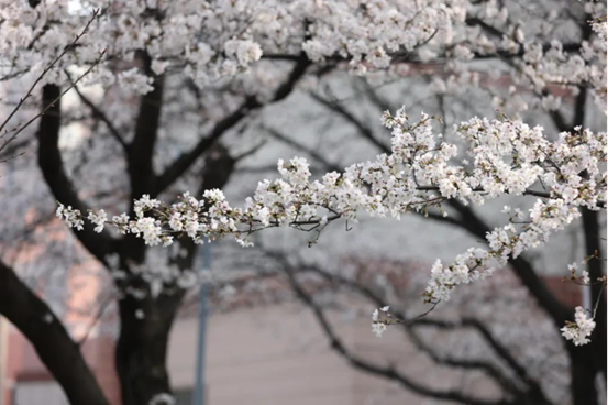 说明: //rcb.madoucm1.net/__local/0/0E/1A/F90418D62B9F0009BCED62872C7_74EA8EE1_1382B8.png